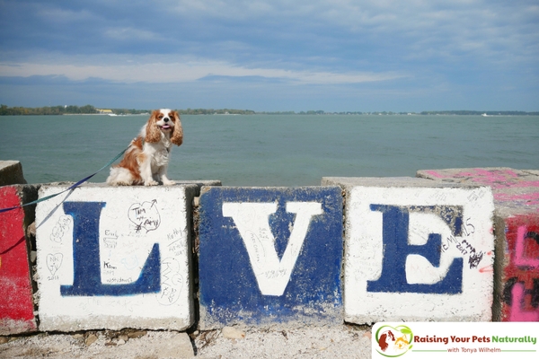 Dog-Friendly Put in Bay, Ohio. Things to do in Put-in-Bay with your dog. Dexter and I loved our dog-friendly day trip at Put-in-Bay. #raisingyourpetsnaturally 