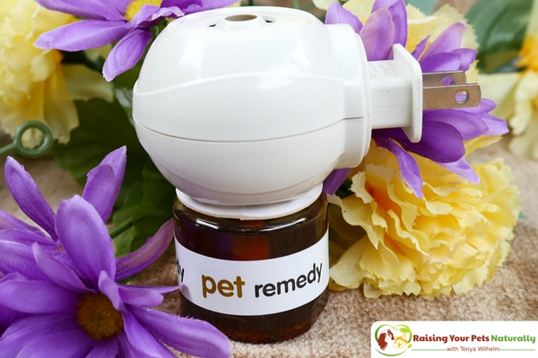 Dog and cat anxiety treatment. Pet Remedy essential oils for pet anxiety review. If you have a dog or cat with anxiety, you don't want to skip this natural calming aid. #raisingyourpetsnaturally