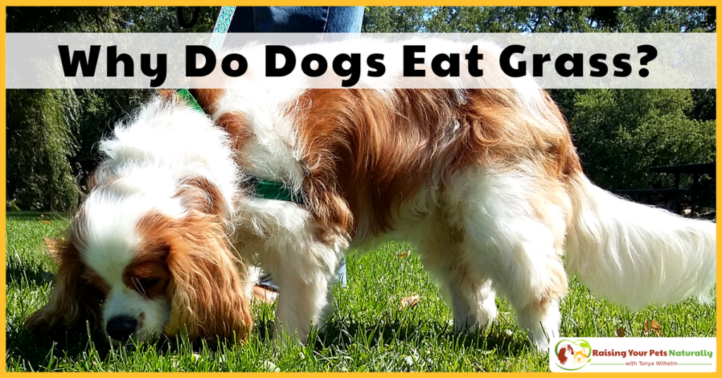 Why Do Dogs Eat Grass? Can Dogs Eat Grass? What does it mean when a dog eats grass? And probably most importantly, can dogs eat grass and is it safe? Learn more. #raisingyourpetsnaturally