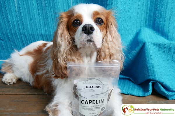 Icelandic+ Whole Fish Dog Treats are not only healthy, but can be used to supplement the omega-3 fats in your dog's diet! Learn more by clicking through. #raisingyourpetsnaturally 