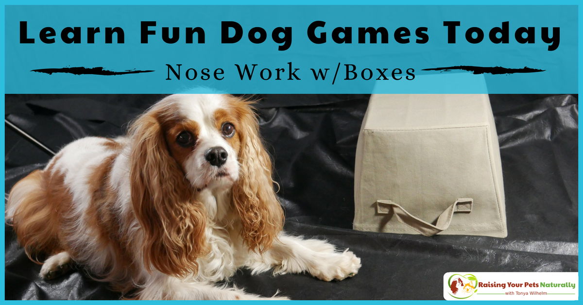 Fun games to play with your dog at home. Learn how to teach your dog canine nose work with boxes. Bonus dog training demo video. #raisingyourpetsnaturally 