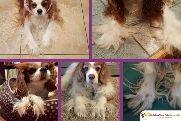 DIY Dog Grooming at Home. Basic Dog Grooming and How to Cut a Dog