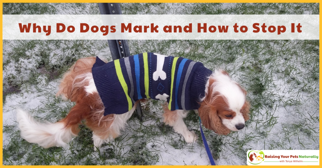 How to stop a dog from marking the house. Learn why dogs mark and what you can do to manage the behavior. #raisingyourpetsnaturally
