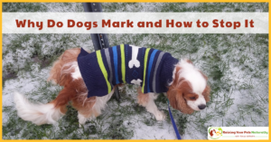 How to Stop a Dog from Marking in Your House - Raising Your Pets