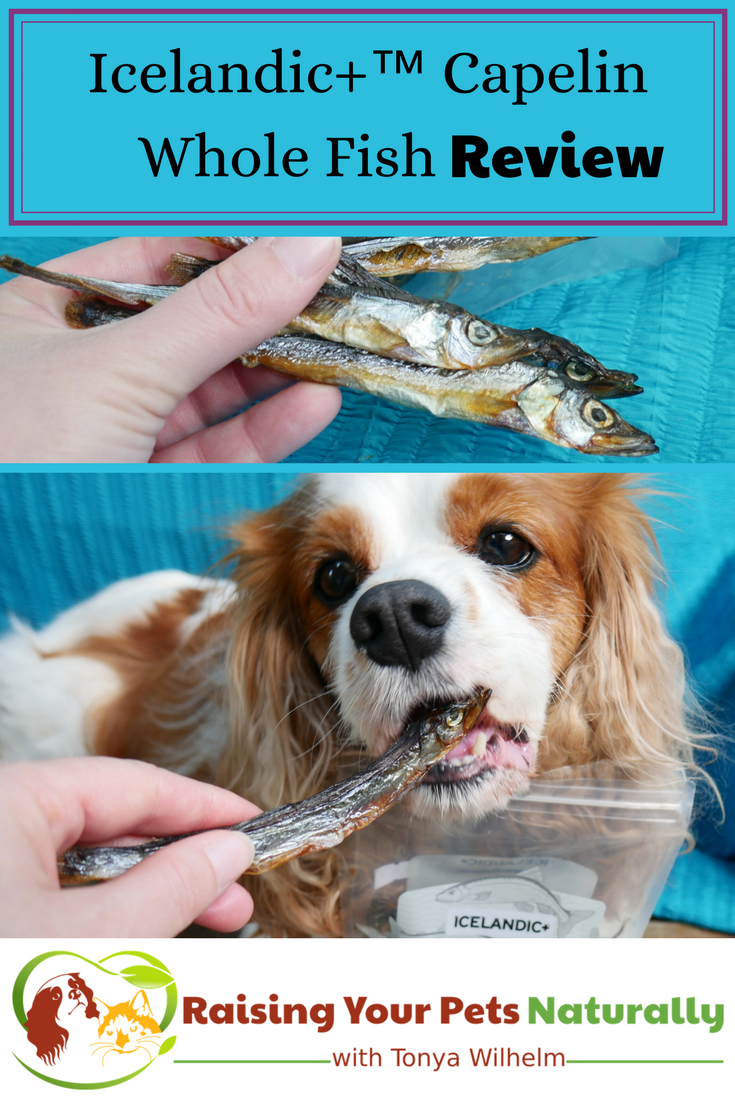 Icelandic+ Whole Fish Dog Treats are not only healthy, but can be used to supplement the omega-3 fats in your dog's diet! Learn more by clicking through. #sponsored #raisingyourpetsnaturally #dogtreats #holisticdogtreats #fishtreats