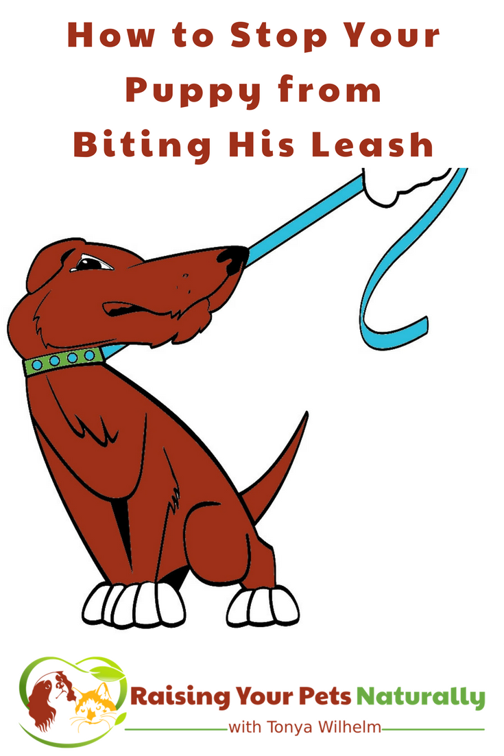 Leash Training a Puppy That Bites the Leash. If your dog bites the leash, learn how to train him not to bite the leash. #raisingyourpetsnaturally #puppytraining #chewproofleash #dogtraining #leashtraining