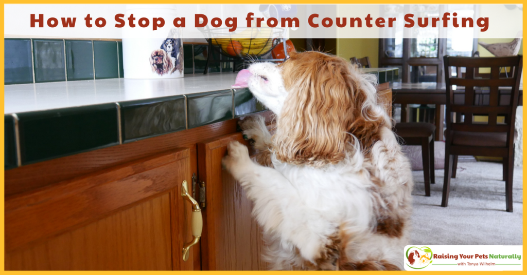 Dog Training Tips | How to Stop a Dog From Counter Surfing. Do you have a counter surfing dog? Here are some tips on how to stop the surf! #raisingyourpetsnaturally