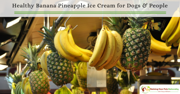 Banana and Pineapple dog ice cream recipe that you can share. Learn how to make this healthy homemade dog ice cream right in your own kitchen. #raisingyourpetsnaturally