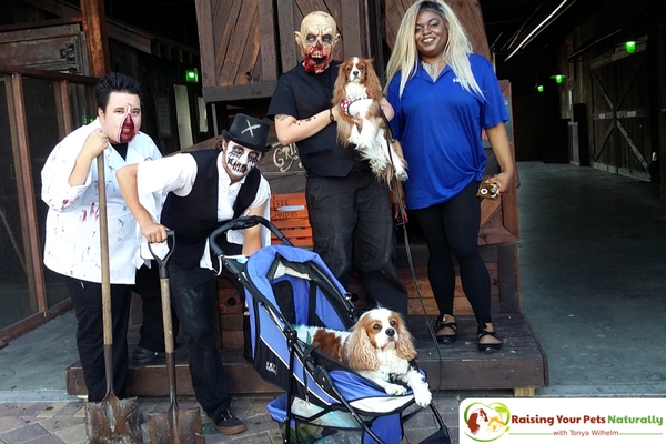 Are you planning on taking your dog to a dog-friendly event or activity? Here are 5 tips to consider before traveling with your dog. #raisingyourpetsnaturally 