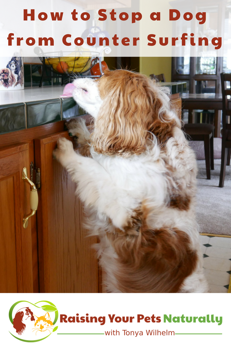 Dog Training Tips | How to Stop a Dog From Counter Surfing. Do you have a counter surfing dog? Here are some tips on how to stop the surf! #raisingyourpetsnaturally #dogtraining #dogtrainingtips #positivedogtraining
