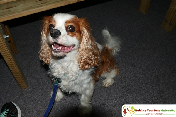 Dog-Friendly Indiana Attractions. If you are looking for a fun day-trip with your dog, check out the Mid-America Windmill Museum in Kendallville, Indiana. #raisingyourpetsnaturally