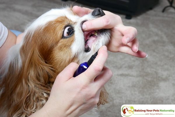 Dog Dental Care and Bark5 Dog Dental Spray Review. If you are looking for a natural dog cleaning system, you won't want to skip Bark5. #raisingyourpetsnaturally 