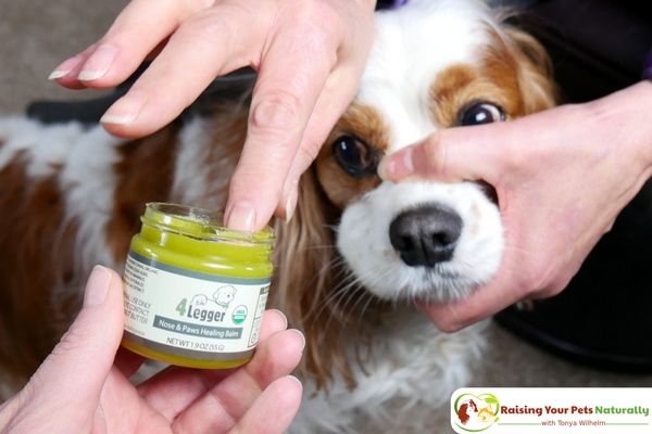 Does your dog have a dry nose or cracked dog paws? Are you looking for a natural healing balm that doubles as a sunscreen for your dog? Check out my review of 4-Legger's organic dog healing balm. #raisingyourpetsnaturally 