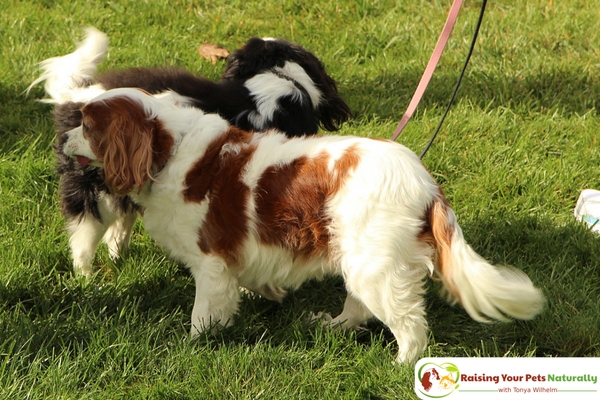 Learn how to socialize a scared dog with other dogs. Socializing a dog with anxiety takes a lot of patience and gentle encouragement. Learn how today. #raisingyourpetsnaturally