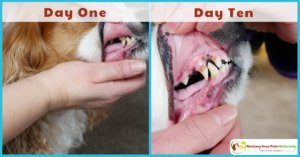 Dog Dental Care | Bark5 Natural Dog Dental Spray Review ~ Raising Your ...