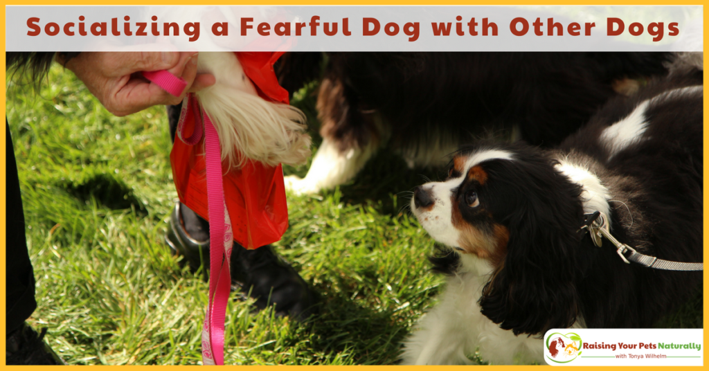 Learn how to socialize a scared dog with other dogs. Socializing a dog with anxiety takes a lot of patience and gentle encouragement. Learn how today. #raisingyourpetsnaturally