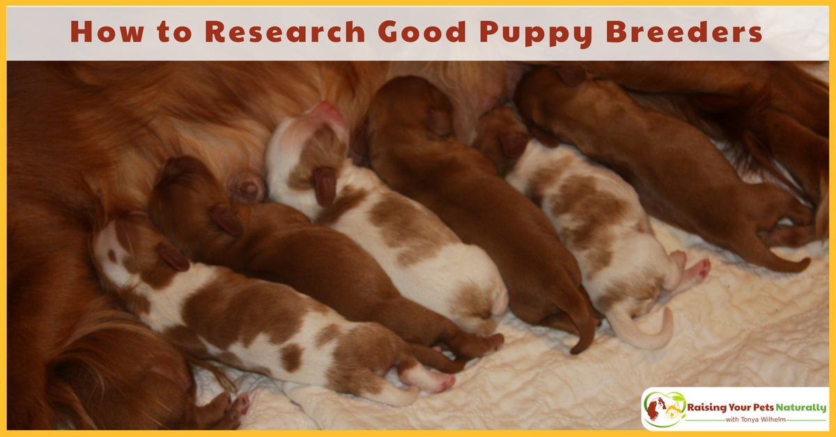 How to research a good dog breeder and what questions to ask a dog breeder before buying a puppy. #raisingyourpetsnaturally 