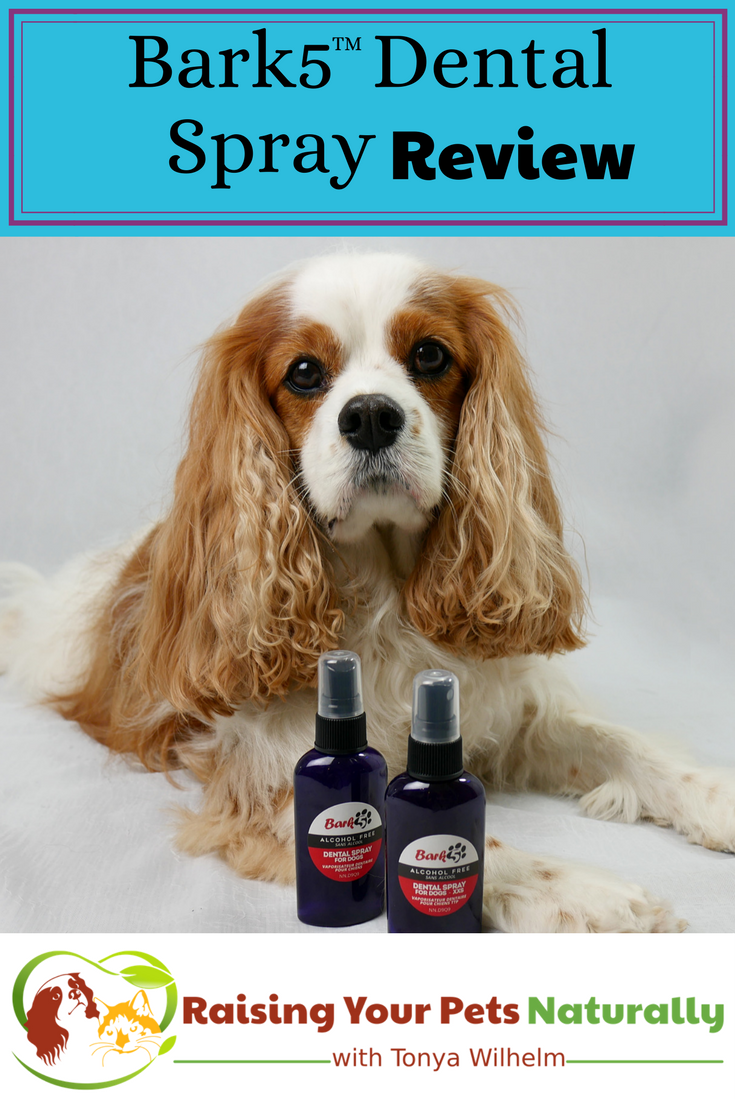 Dog Dental Care and Bark5 Dog Dental Spray Review. If you are looking for a natural dog cleaning system, you won't want to skip Bark5. #raisingyourpetsnaturally #dogdental #naturalpetcare #naturaldogcare #dogteeth #dogdentalspray