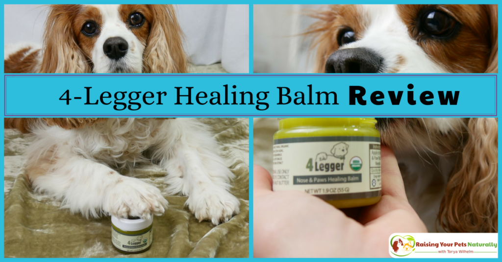 Does your dog have a dry nose or cracked dog paws? Are you looking for a natural healing balm that doubles as a sunscreen for your dog? Check out my review of 4-Legger's organic dog healing balm. #raisingyourpetsnaturally