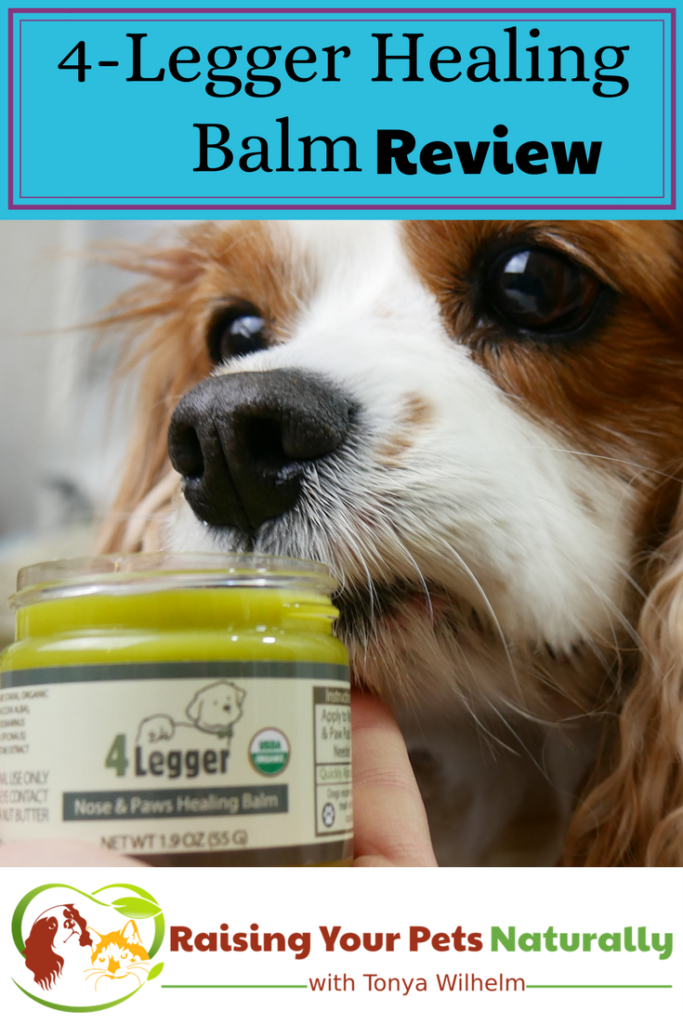 Does your dog have a dry nose or cracked dog paws? Are you looking for a natural healing balm that doubles as a sunscreen for your dog? Check out my review of 4-Legger's organic dog healing balm. #raisingyourpetsnaturally #dogpads #dognose #naturalpetproducts #dognosetreatment #diydog #dogdiy
