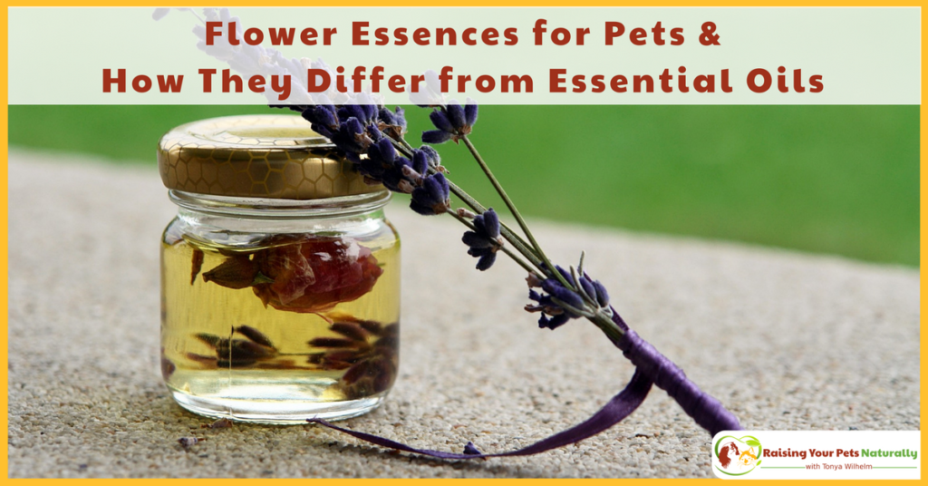 Understanding Flower Essences for Pets and How They Differ from Essential Oils for Pets. Most pet parents think that flower essences are essential oils, which they are not—they are actually quite different. Learn more. #raisingyourpetsnaturally