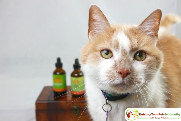 Natural Joint Supplements for Senior Cats. NHV Natural Pet Products Old Timer Joint Problem Kit Review. #raisingyourpetsnaturally 