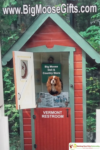 If you and your dog find yourself near Hoosick, New York and are looking for a fun, dog-friendly attraction, you should check out the Big Moose and Deli and Country store. See why. #raisingyourpetsnaturally 