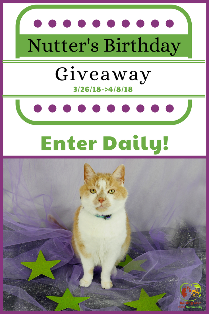 Nutter The Cat’s Birthday Blog Giveaway 2018. Help me celebrate Nutter's 20th birthday in his first cat giveaway. Click for details. #raisingyourpetsnaturally #giveaway #contests #petgiveaway #catgiveaway #petcontests #catcontests