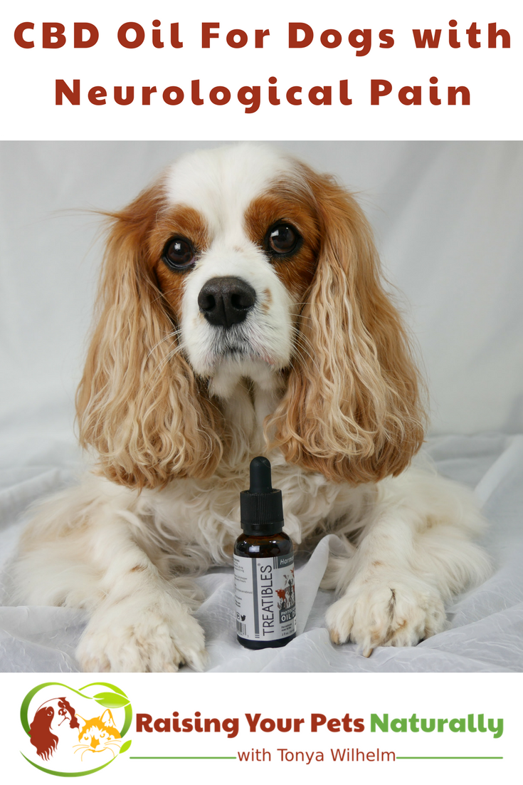 CBD Oil (Phytocannabioind Rich-PCR)For Dogs with Neurological Pain. Dexter's canine rehabilitation veterinarian, prescribed Phytocannabinoid-Rich (PCR) Oil twice a day. Learn why and how it may help your dog's pain. #raisingyourpetsnaturally #cbd #cbdoil #cbdoilfordogs #potforpets #hempfordogs