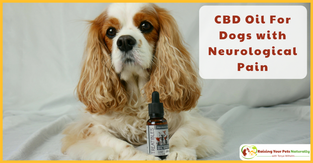 CBD Oil (Phytocannabioind Rich-PCR)For Dogs with Neurological Pain. Dexter's canine rehabilitation veterinarian, prescribed Phytocannabinoid-Rich (PCR) Oil twice a day. Learn why and how it may help your dog's pain. #raisingyourpetsnaturally