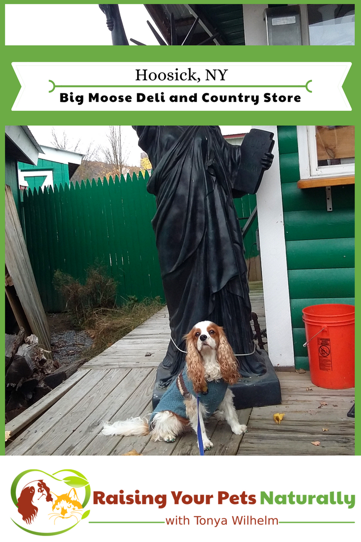 If you and your dog find yourself near Hoosick, New York and are looking for a fun, dog-friendly attraction, you should check out the Big Moose and Deli and Country store. See why. #raisingyourpetsnaturally #dogfriendly #petfriendly #dogfriendlynewyork #dogfriendlyny