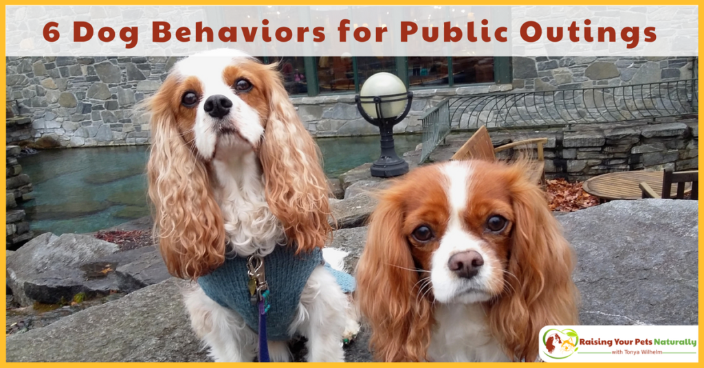 How to help your dog behave better in public. Have you ever been a little embarrassed by your dog's behavior in public? My top 6 Favorite Dog Behaviors for Public Outings. #raisingyourpetsnaturally