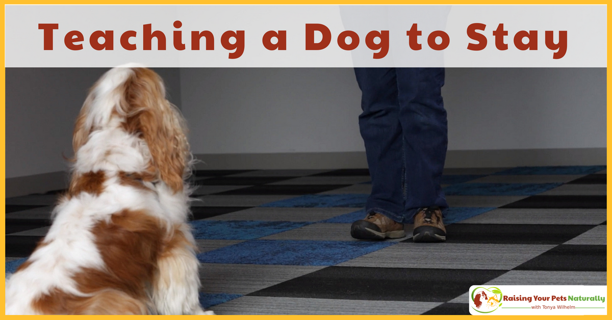Learn How to Teach a Dog to Stay in Place or Wait. The following positive dog training technique is an excellent way to build a reliable and relaxed stay. #raisingyourpetsnaturally