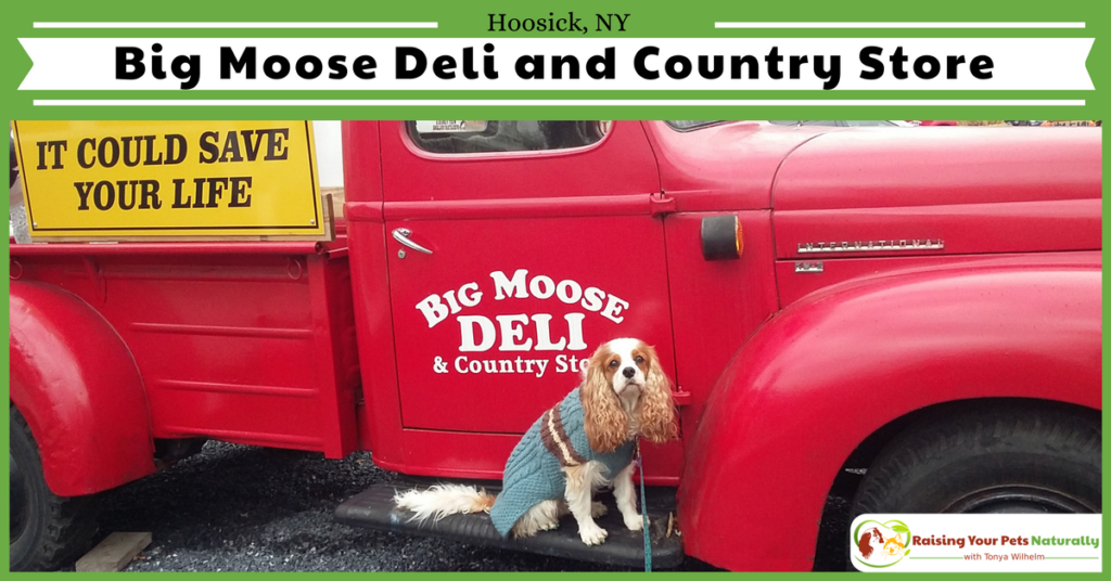 If you and your dog find yourself near Hoosick, New York and are looking for a fun, dog-friendly attraction, you should check out the Big Moose and Deli and Country store. See why. #raisingyourpetsnaturally