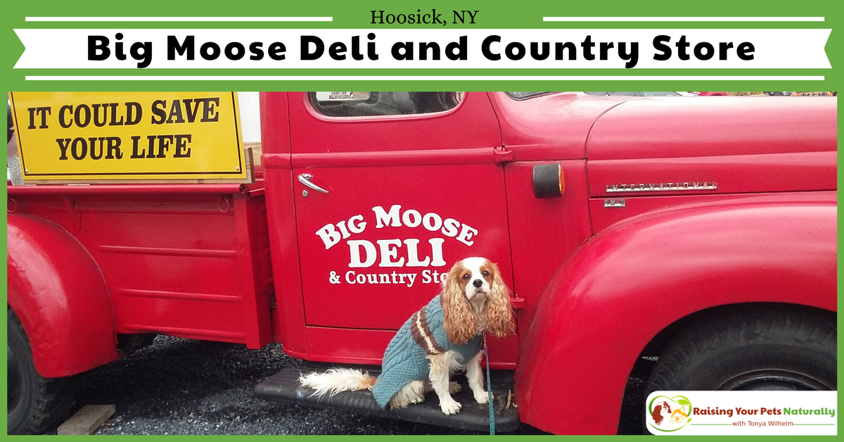 If you and your dog find yourself near Hoosick, New York and are looking for a fun, dog-friendly attraction, you should check out the Big Moose and Deli and Country store. See why. #raisingyourpetsnaturally 