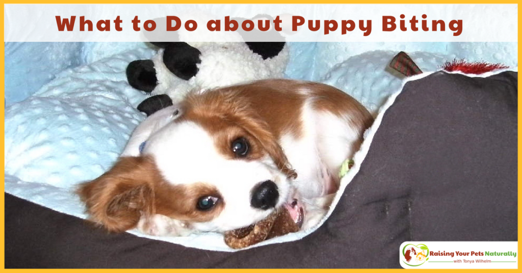 How to Stop a Puppy from Biting and Mouthing People. Teaching your new puppy not to bite people is one of the fundamental behaviors in raising a polite puppy. Learn how today. #raisingyourpetsnaturally