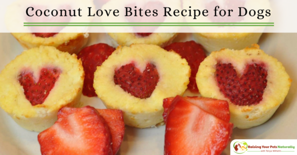 Healthy Valentine Dog Treat Recipes. Organic coconut bite muffins your dog will love. This homemade dog treat recipe will have your dog begging for more. #raisingyourpetsnaturally