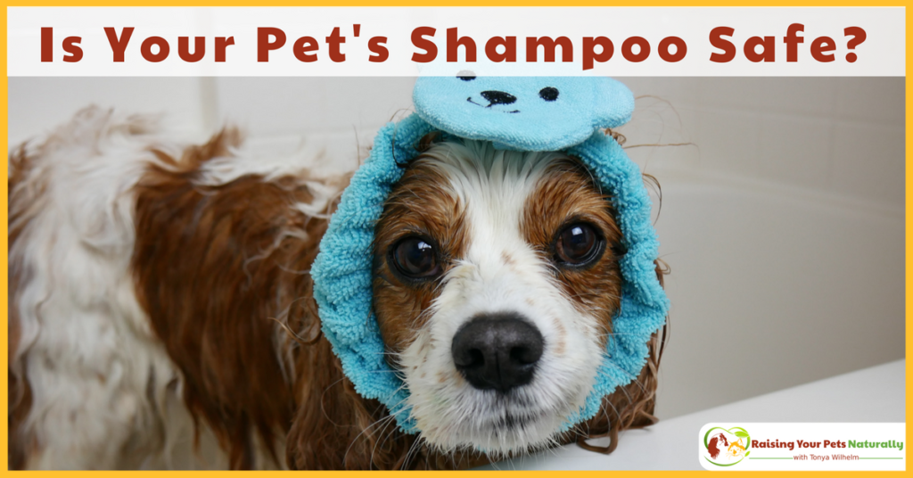 Is natural dog shampoo or natural dog shampoo really safe? Do you understand your dog shampoo's ingredient label? Learn how today. #raisingyourpetsnaturally