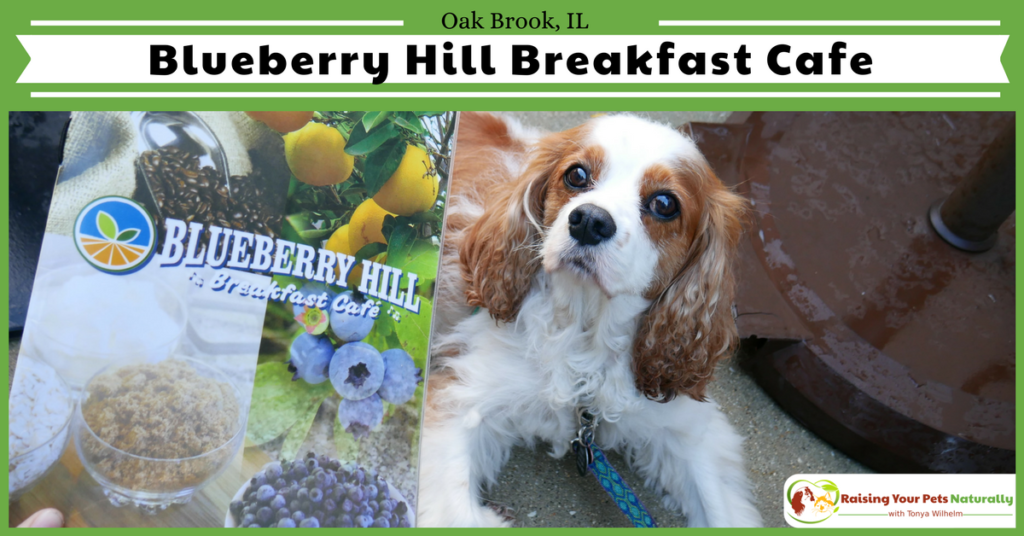Dog-Friendly Restaurants in The Chicago Area. Blueberry Hill Breakfast Cafe Review. Blueberry Hill Cafe's friendly, family atmosphere was combined with great prices and exceptional food! #raisingyourpetsnaturally
