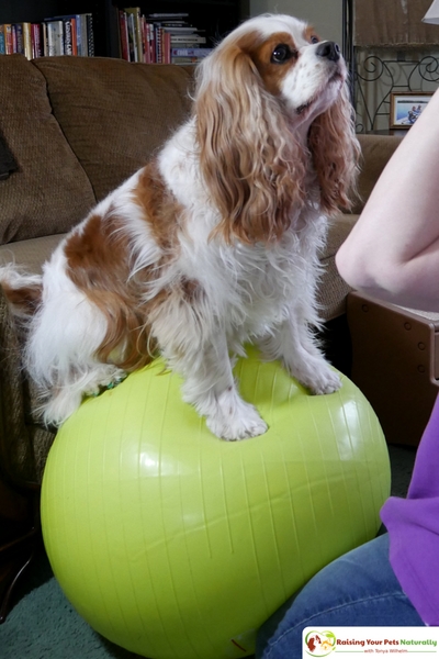 Tips For Keeping Your Dog Moving and Combating Dog Arthritis and Joint Pain. Natural care for your senior or special needs dog. #raisingyourpetsnaturally 
