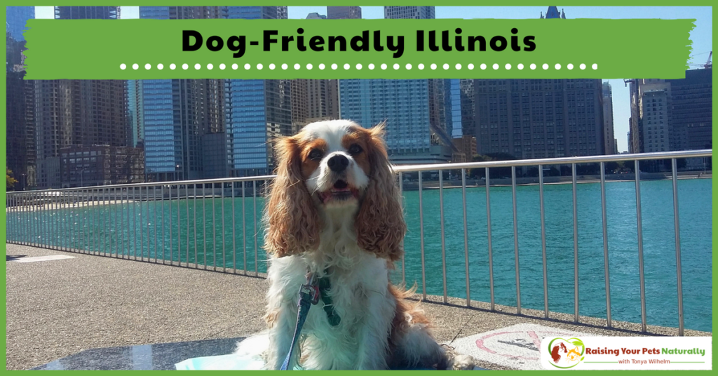 Dog-Friendly Vacations in The Midwest-Dog-Friendly Illinois. If you are traveling with dogs, you won't want to miss these Dog-Friendly Illinois attractions, hotels and destinations. #raisingyourpetsnaturally 