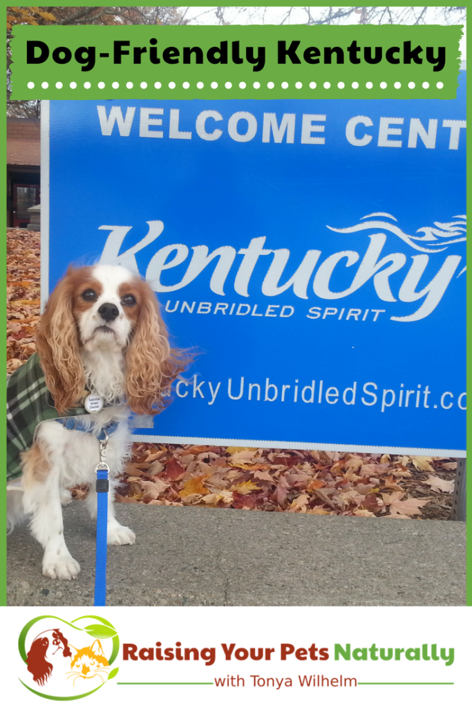 Dog-Friendly Vacations in Kentucky. If you are traveling with dogs, you won't want to miss these Dog-Friendly Kentucky attractions, hotels and destinations. #raisingyourpetsnaturally #dogfriendly #dogfriendlykentucky #travelingwithdogs 