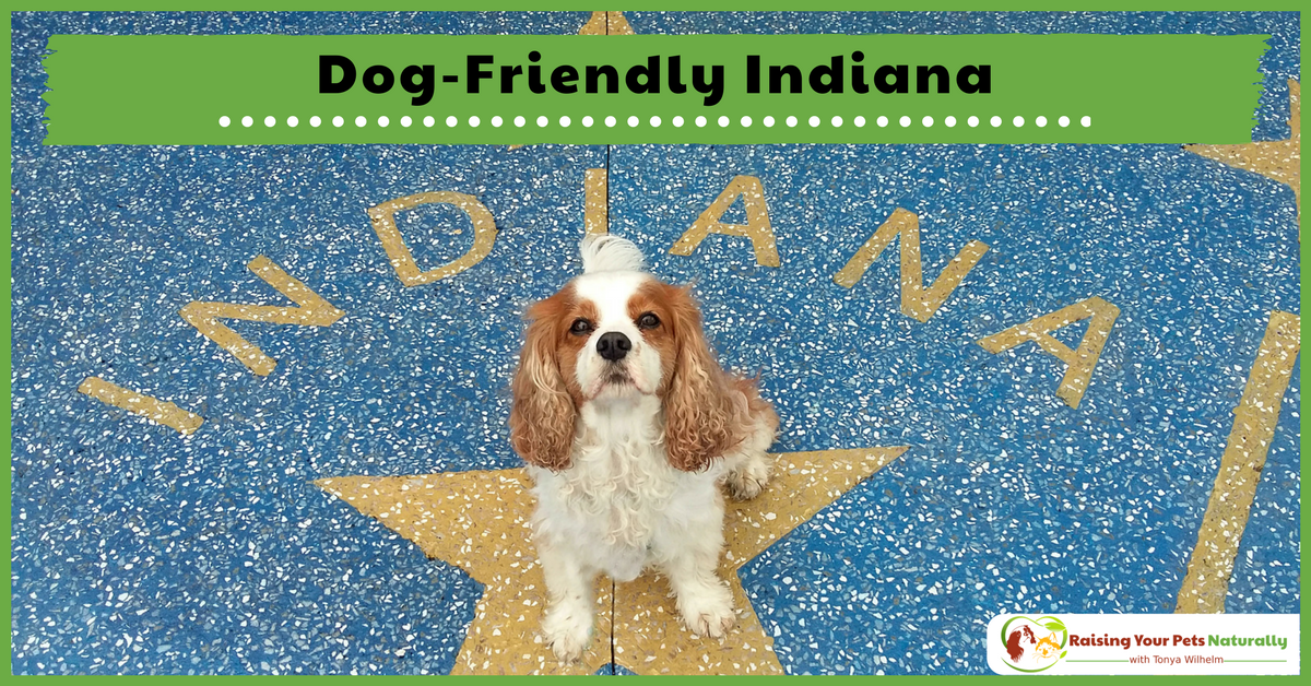 Dog-Friendly Vacations in The Midwest-Dog-Friendly Indiana. If you are traveling with dogs, you won't want to miss these Dog-Friendly Indiana Attractions. #raisingyourpetsnaturally 