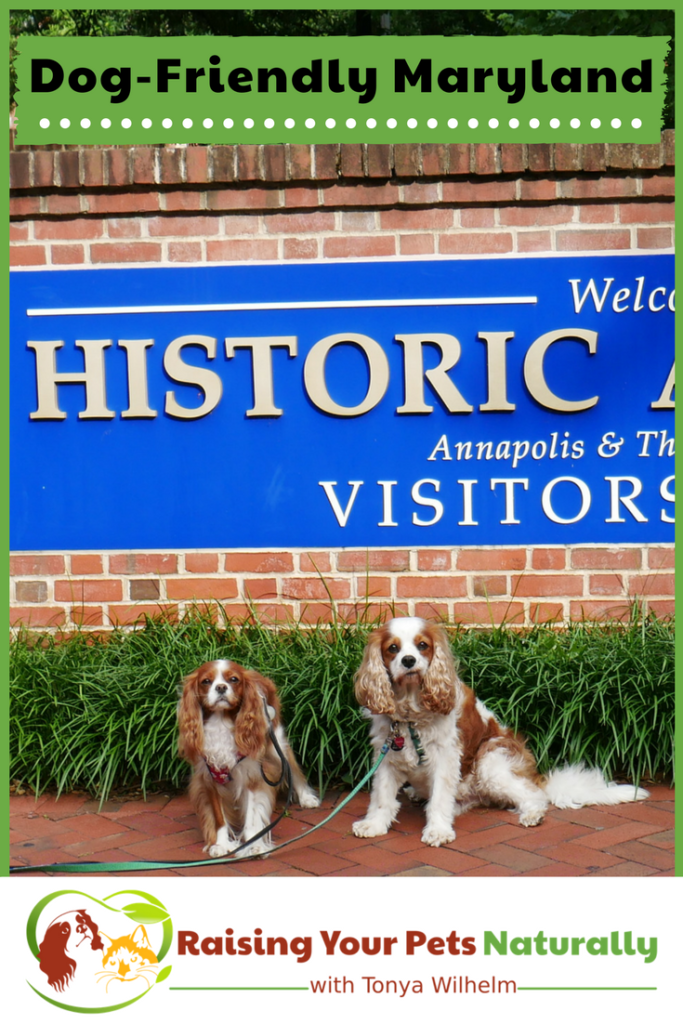 Dog-Friendly Vacations in Maryland. If you are traveling with dogs, you won't want to miss these Dog-Friendly Maryland attractions, hotels and destinations. #raisingyourpetsnaturally #dogfriendly #dogfriendlymaryland #travelingwithdogs 
