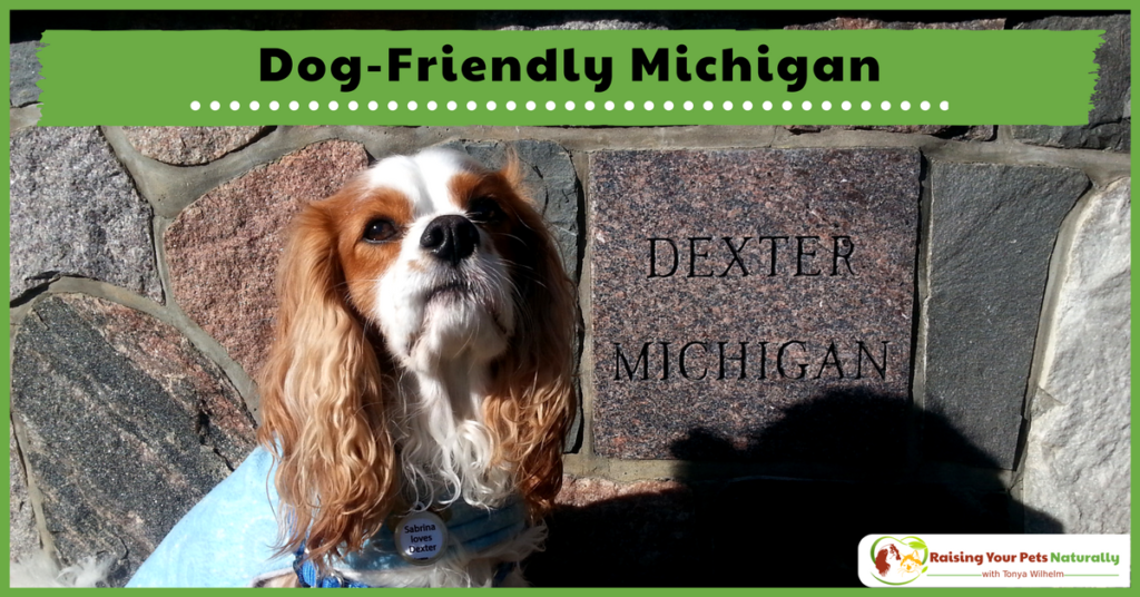 Dog-Friendly Vacations in Michigan. If you are traveling with dogs, you won't want to miss these Dog-Friendly Michigan attractions, hotels and destinations. #raisingyourpetsnaturally 