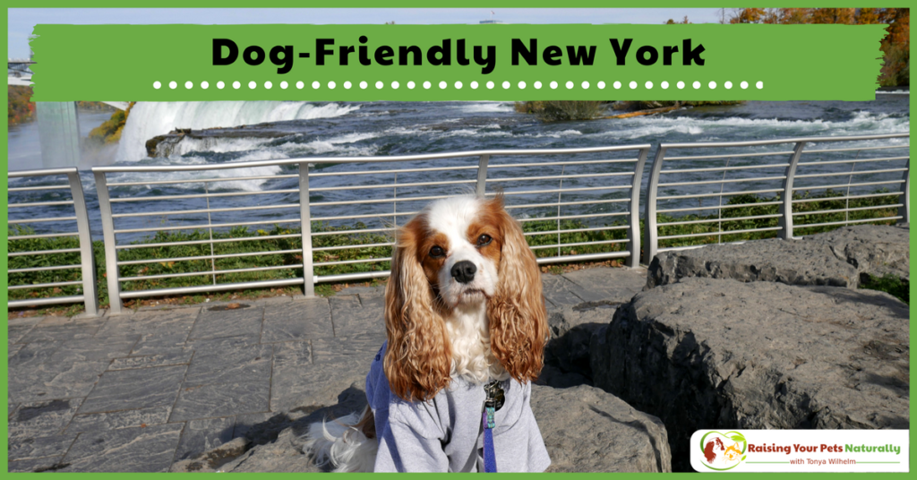 Dog-Friendly Vacations in New York. If you are traveling with dogs, you won't want to miss these Dog-Friendly New York attractions, hotels and destinations. #raisingyourpetsnaturally