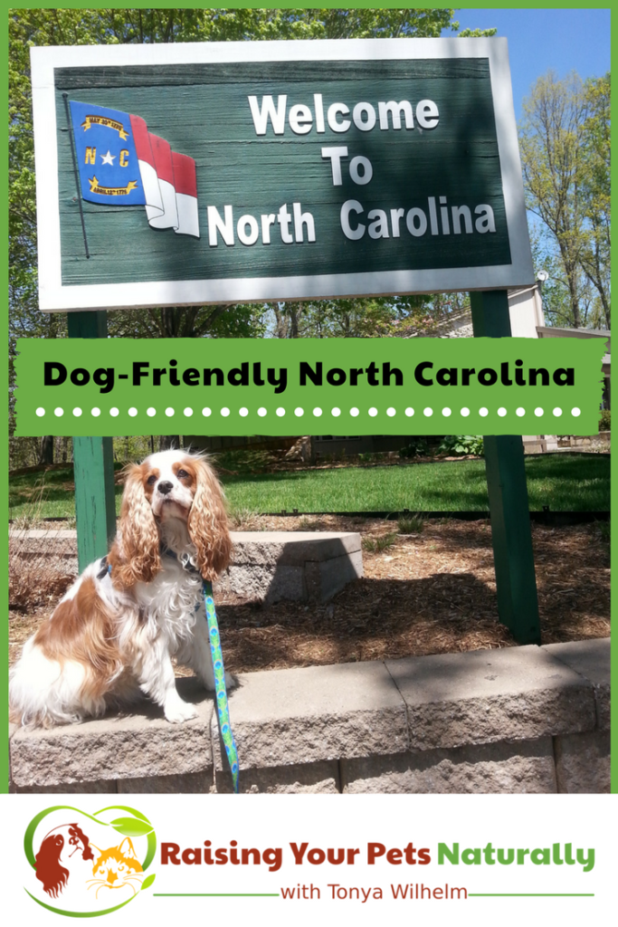 Dog-Friendly Vacations in North Carolina. If you are traveling with dogs, you won't want to miss these Dog-Friendly North Carolina attractions, hotels and destinations. #raisingyourpetsnaturally #dogfriendly #dogfriendlync #dogfriendlynorthcarolina #travelingwithdogs #travelwriter #travelwriting 