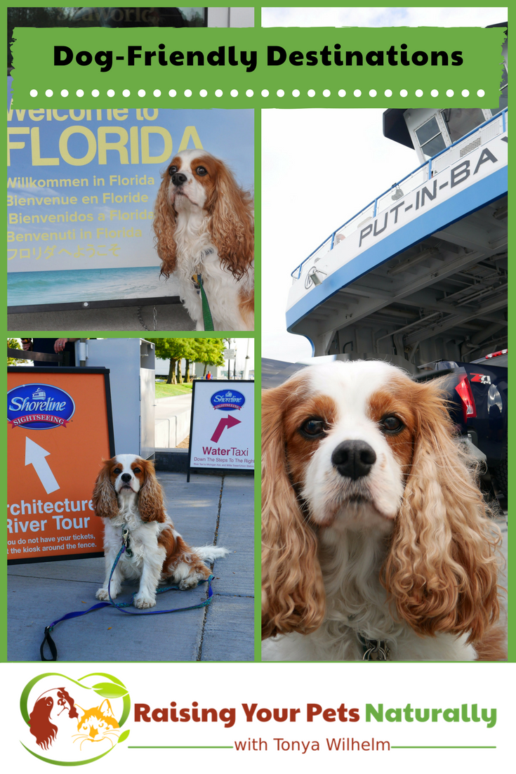 If you are looking for a dog-friendly vacation or dog-friendly day trip, check out some of these great dog-friendly vacations! #raisingyourpetsnaturally #dogfriendly #travelingwithdogs #dogfriendlyvacations #travelingwithpets