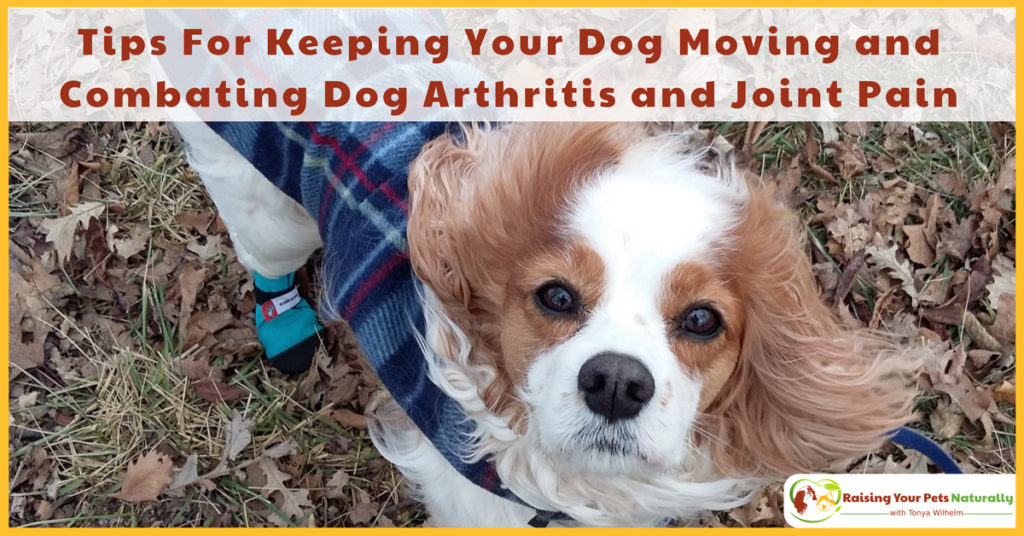 Tips For Keeping Your Dog Moving and Combating Dog Arthritis and Joint Pain. Natural care for your senior or special needs dog. #raisingyourpetsnaturally