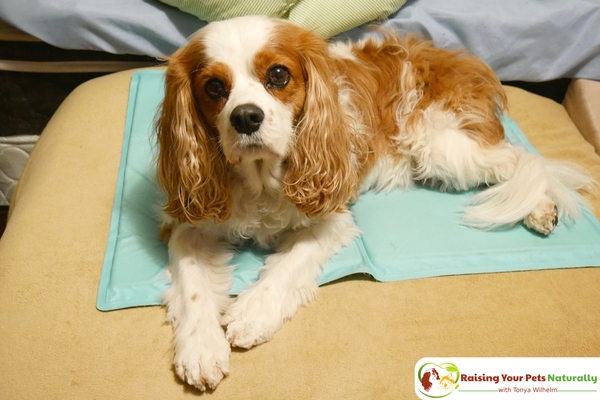 Chiari Malformation and Syringomyelia in Dogs. A Guide for Their Care and Treatment. #raisingyourpetsnaturally 